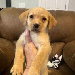 AKC Zoey - Yellow female Labrador Retriever puppy in Greenville, South Carolina from Babyface Shih Tzu