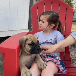 Bullmastiff Puppies from Black Mountain Bullmastiffs