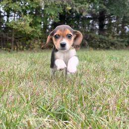 Sunny - Black white and tan female Beagle puppy in St. Cloud, Minnesota from Beagle Blessings