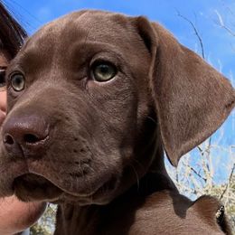 Boots - Liver female German Shorthaired Pointer puppy in San Antonio, Texas from Alvarado Farm Kennels, LLC