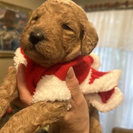 Precious - Red  female Poodle puppy in Mobile, Alabama from Semmy’s Standard Poodle LLC
