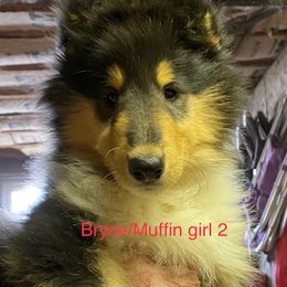 Collie Puppies from Creekwood Collies