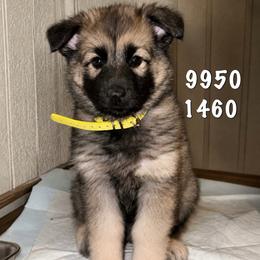 Tacoma - Sable female German Shepherd puppy in Yuba City, California from Barton’s German Shepherds