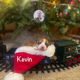 Kevin - Red male Pembroke Welsh Corgi puppy in Sheldon, Missouri from Clearsky Corgis