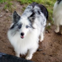Toy Shetland Sheepdog puppies from Mountain High Kennels