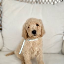 Tommy - Caramel male Australian Labradoodle puppy in Leonard, Texas from Laird Farms