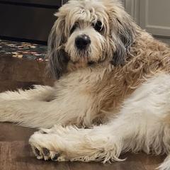 Frank - Saint Berdoodle