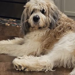 Frank - Saint Berdoodle