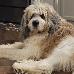 Frank - Saint Berdoodle