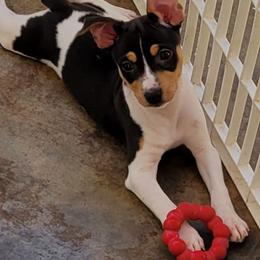 Rat Terrier puppies from Dal Cais Rat Terriers