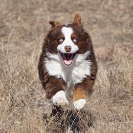 Miniature Australian Shepherds from Infinity Aussies