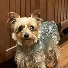Rosie - Yorkshire Terrier
