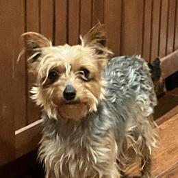 Rosie - Yorkshire Terrier