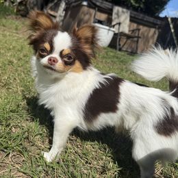 Cruz - Chihuahua