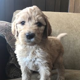 Labradoodle Puppies from Reese Labradoodles