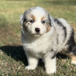 Allegiant - Blue merle male Australian Shepherd puppy in Argyle, Iowa from Country Time Kennels