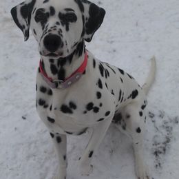 Haisley - Dalmatian