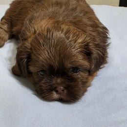 Bo - Liver male Shih Tzu puppy in Mesa, Arizona from House of Zen Shihtzus