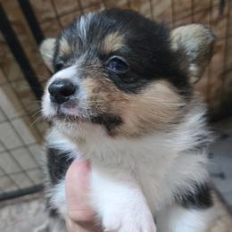 1 - Black and tan male Pembroke Welsh Corgi puppy in Necedah, Wisconsin from The 6Ks Paws and Hobbies