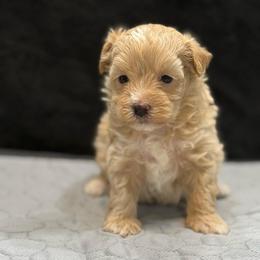 Rosie - Apricot female Maltipoo puppy in Bowling Green, Kentucky from Denise Clark
