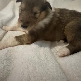 Prancer - Sable and white female Collie puppy in Morocco, Indiana from Collegiate Bassets and Rheign Collies