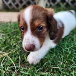 Dachshund Puppies from Leslie Martinez