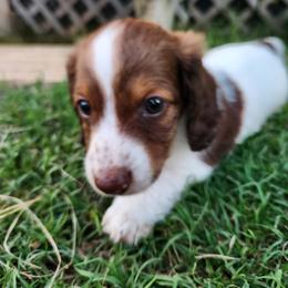 Dachshund Puppies from Leslie Martinez