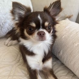 Phoebe - Chihuahua
