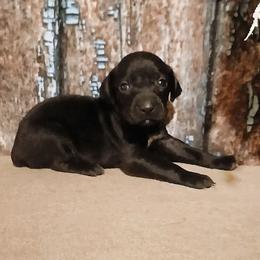 Girl 4 - Black female German Shorthaired Pointer puppy in Laporte, Minnesota from Northern Odyssey Gun Dogs