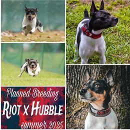 Rat Terrier puppies from Cryptic Rat Terriers