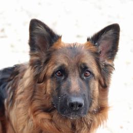 Ocia - German Shepherd