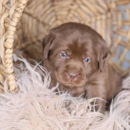 Mr. Black - Chocolate Labrador Retriever puppy in Morrill, Kansas from Grimm Girls Farm