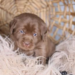 Mr. Black - Chocolate Labrador Retriever puppy in Morrill, Kansas from Grimm Girls Farm