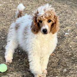 Rabbit - yellow collar - Parti male Poodle puppy in Peyton, Colorado from Fuzzybottoms Ranch LLC