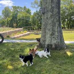 Icelandic Sheepdog Puppies from Windswept Icelandic Sheepdogs
