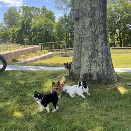 Icelandic Sheepdog Puppies from Windswept Icelandic Sheepdogs