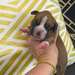 Brown - Fawn female Boxer puppy in Denver, Colorado from Yuni’s AKC Boxers