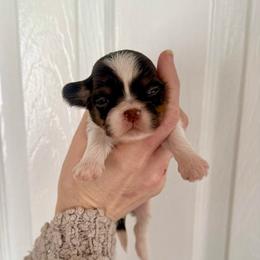 Boy 2 - Liver and white male Shih Tzu puppy in Stroud, Oklahoma from Laik’s Little Shihtz & Poms