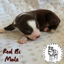 Tanner - Red & white male Toy Australian Shepherd puppy in Jaroso, Colorado from Heaven Sent Aussies