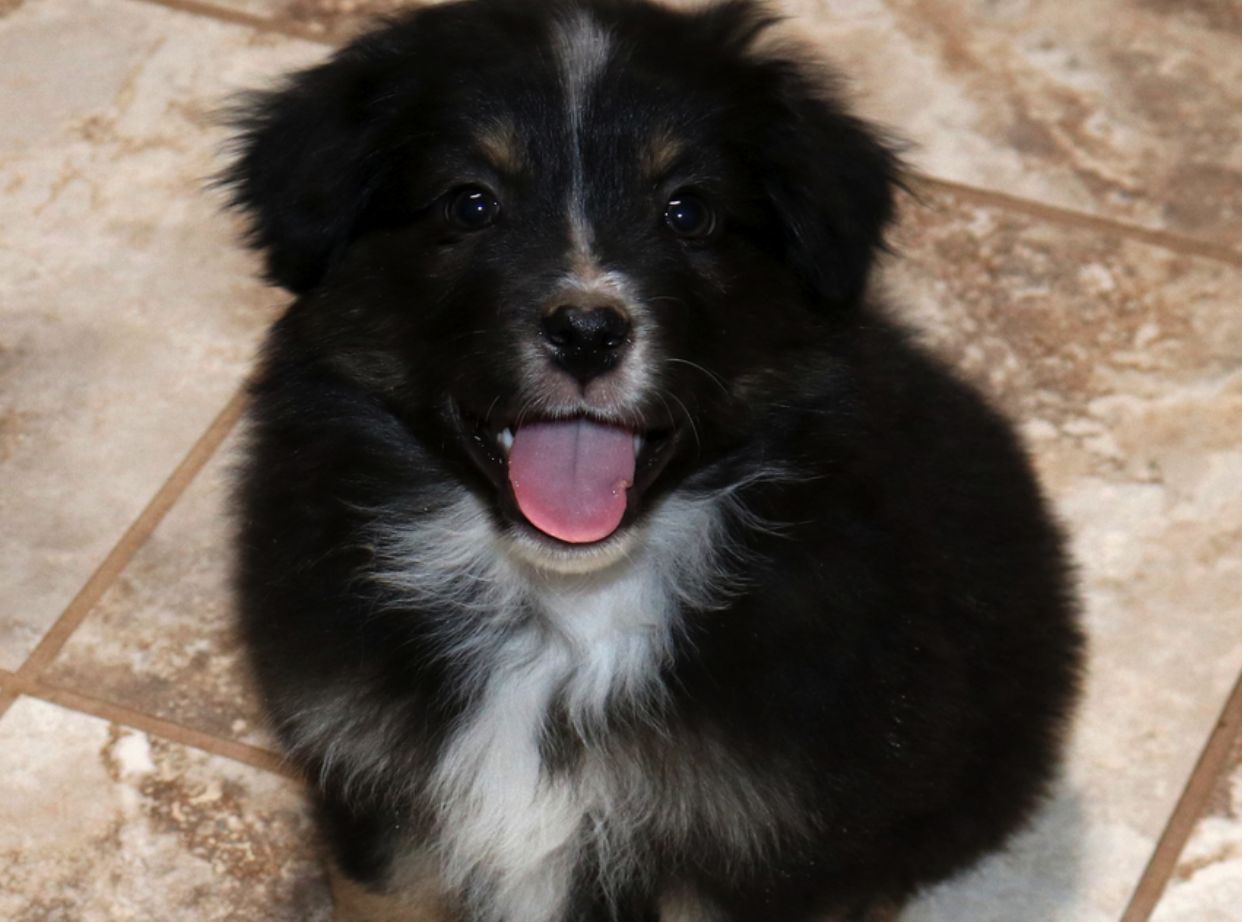 Teacup treasures clearance mini australian shepherds