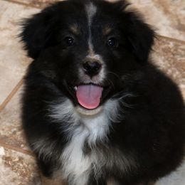 Miniature American Shepherd Puppies from Treasures Miniature American Shepherds