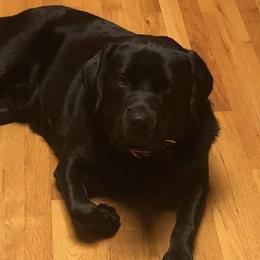 Labrador Retriever All Grown Up from BlackWater Gun Dogs