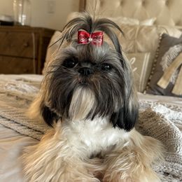 Lucy - Shih Tzu