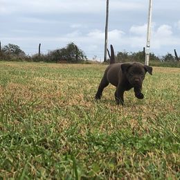 Dilute Retriever and Labrador Retriever Puppies from CKB Labradors