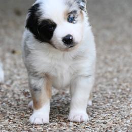 Boy 3 - Blue merle male Miniature American Shepherd puppy in Robinson, Texas from Stellar Miniature American Shepherds