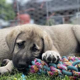 Anatolian Shepherd Dog Puppies from Wild Rooster Family Farm – AKC Anatolian Shepherd Breeder, OFA Health Tested