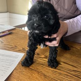 Jasmine - Black female Cavapoo puppy in Burke, New York from Patti’s Puppies