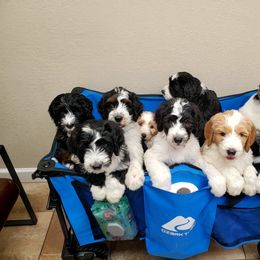 Aussiedoodle Puppies from Southwest Florida Doodles