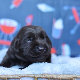 Magnolia - Chocolate female Labrador Retriever puppy in Williamston, South Carolina from Dutton Dog Co & Dalla Grazia Doberman