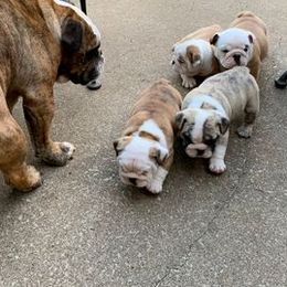 Bulldogs from Poplarhill Bulldogs